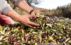 Scopri di più sull'articolo Trasferimento dei composti fenolici dalle olive all’olio extravergine durante il processo di molitura