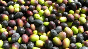 Scopri di più sull'articolo Implementazione del Sono-Heat Exchanger nel processo di estrazione dell’olio extravergine d’oliva